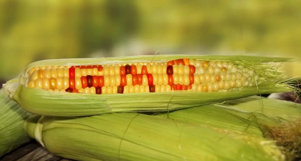 Mexico Announces 50% Tariff on White Corn Imports as Canada Joins US in Fight Over GMOs